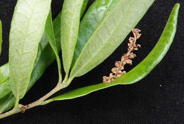 {Quercus elliottii}
